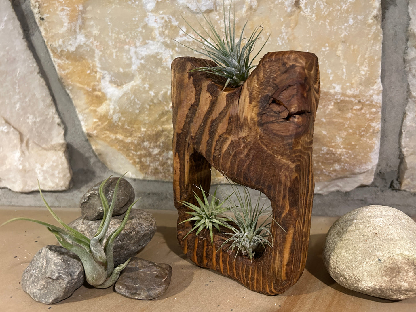 Wood Sculpture with Air Plants