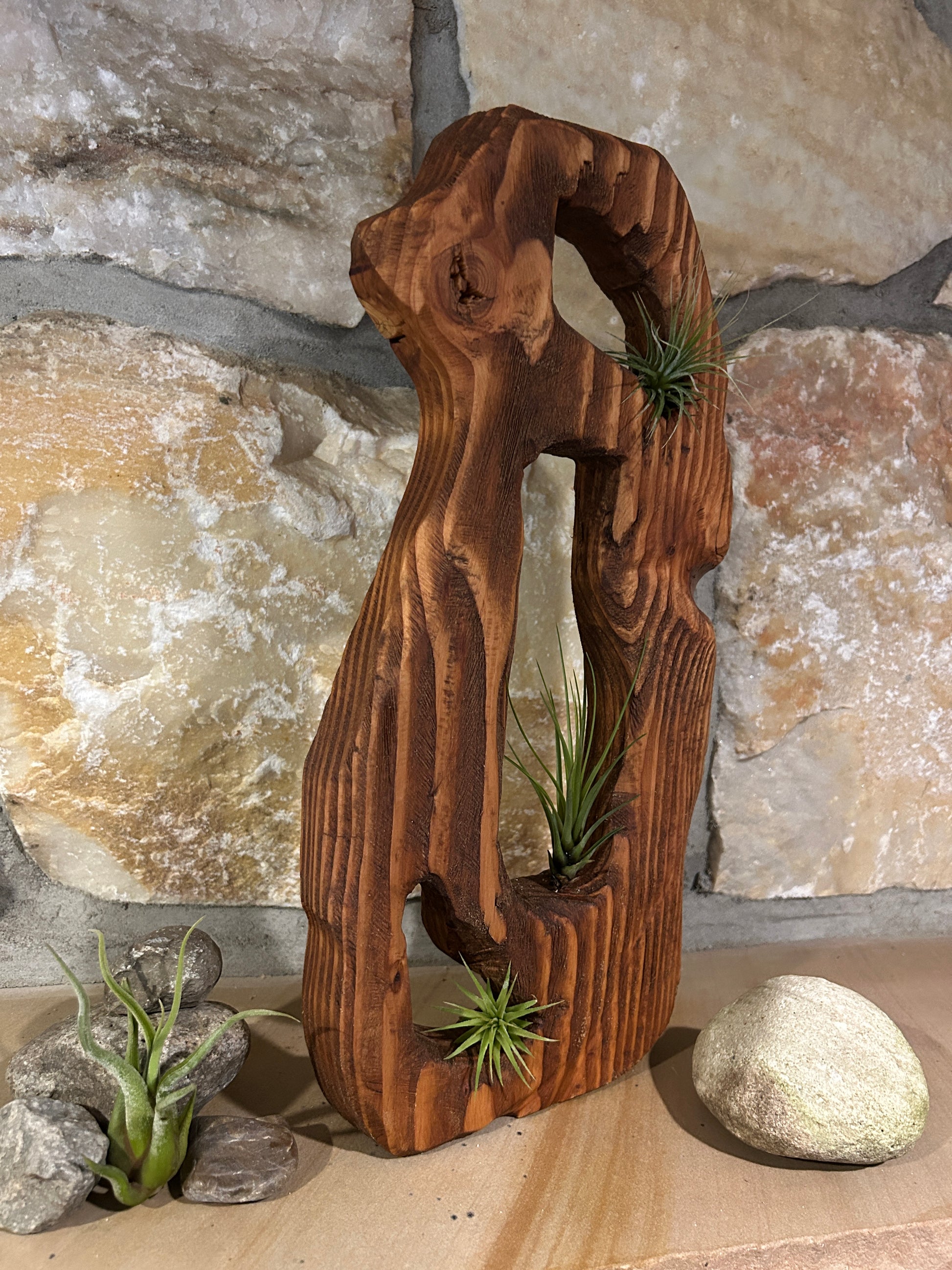 Air Plants in Solid Wood Structure