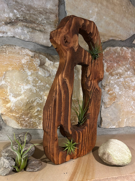 Air Plants in Solid Wood Structure
