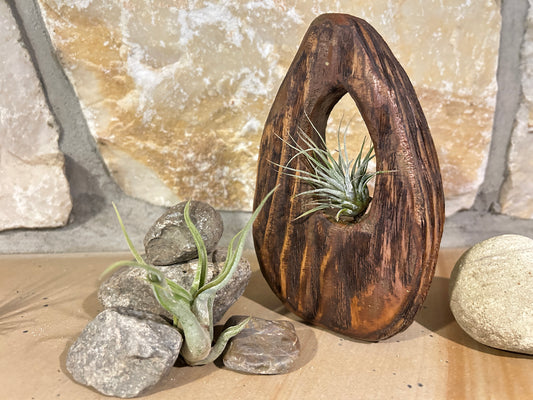 Desk Sculpture with Air Plants